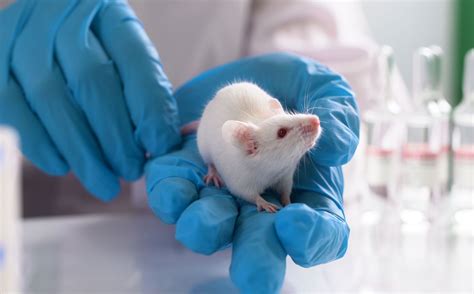 animals are similar to humans animal testing